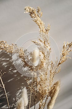 Close-up of beautiful dry grass bouquet. Bunny tail, Lagurus ovatus and festuca plant in sunlight. Harsh long shadows