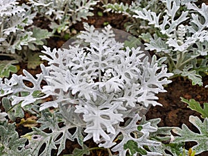 Close up of the beautiful Dusty Miller, Silver Ragwort.