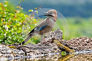 Close up of a beautiful Eurasian Jay with bright colorful feathers sitting on a tree