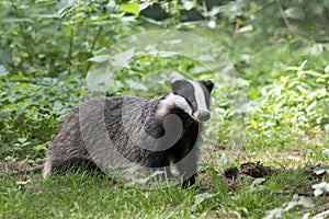 Close-up of a beautiful European Badger Meles meles  near its burrow in the forest, Germany, Europe. Side view