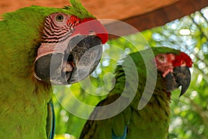 Close up of beautiful feathers of colorful bird, Green winged Macaw parrot Red and Green Macaw. Exotic wildlife for background,