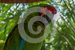 Close up of beautiful feathers of colorful bird, Green winged Macaw parrot Red and Green Macaw. Exotic wildlife for background,