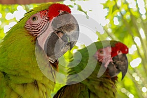 Close up of beautiful feathers of colorful bird, Green winged Macaw parrot Red and Green Macaw. Exotic wildlife for background,