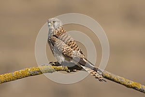 A close-up of a beautiful female Lesser Kestrel Falco naumanni