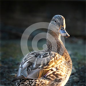 Close up of beautiful female mallard duck in the late afternoon sunlight.