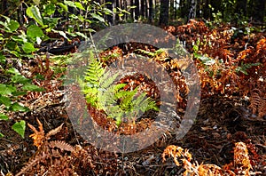 Close-up of beautiful ferns leaves in forest