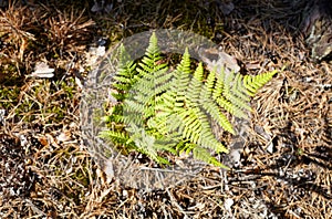 Close-up of beautiful ferns leaves in forest. Family name Osmundaceae, Scientific name Polypodiopsida