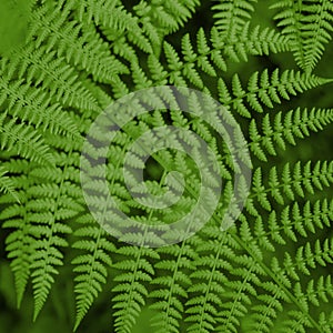 Close up of beautiful ferns leaves. Natural green foliage. Dark fern background