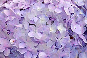 Close-up beautiful floral background Purple hydrangea flowers