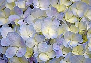 Close-up beautiful floral background Purple-yellow hydrangea flowers