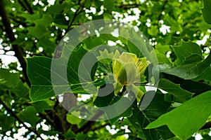 Close-up of a beautiful flower of an adult tulip tree, Liriodendron tulipifera. Warm sunny day in the garden