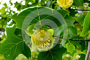 Close-up of a beautiful flower of an adult tulip tree, Liriodendron tulipifera. Warm sunny day in the garden