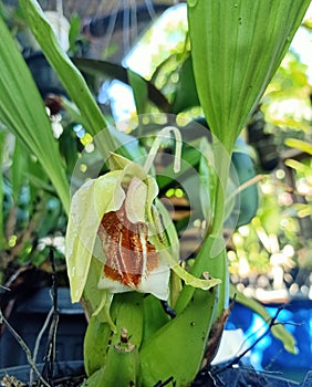 Close up of beautiful the only flower Coelogyne Speciosa