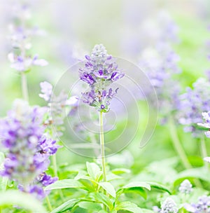 Close up beautiful flower in garden , Sage plant (lat. Salvia Officinalis)