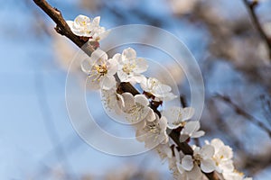 Close-up of a beautiful flowering against the blue sky. Spring natural background. The concept of rich harvest.