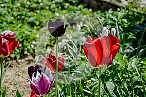 Close up of beautiful flowering red and black tulips in the garden in springtime. Colourful spring Background. Sunny day