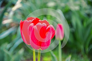 Close up of beautiful flowering red tulips in the garden in springtime. Colorful spring Background. Sunny day