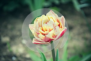 Close up of beautiful flowering red and white tulips in the garden in springtime. Colorful spring Background. Sunny day