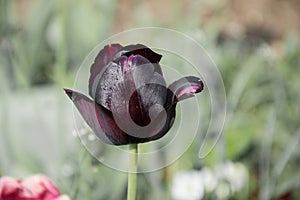 Close up of beautiful flowering tulips in garden in springtime. Colorful spring Background. Sunny day. Detail view of blooming