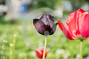 Close up of beautiful flowering tulips in garden in springtime. Colorful spring Background. Sunny day. Detail view of blooming