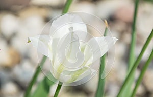 Close up of beautiful flowering tulips in garden in springtime. Colorful spring Background. Sunny day. Detail view of blooming