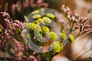 Close up of a beautiful flowers