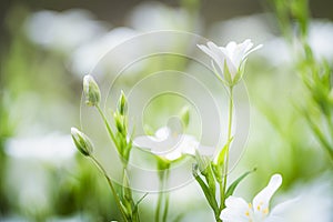 Close up of beautiful flowers against blurred background