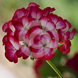 Close up beautiful flowers Bleeding heart