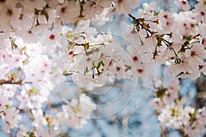 Close up of beautiful flowers of blooming cherry. Spring bloom sacura trees. Springtime background