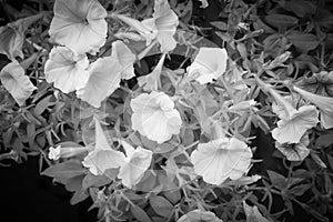 Close up of beautiful flowers blooming in the garden