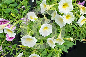 Close up of beautiful flowers blooming in the garden