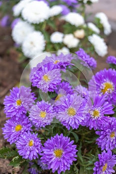 Close up of beautiful flowers Callistephus chinensis.