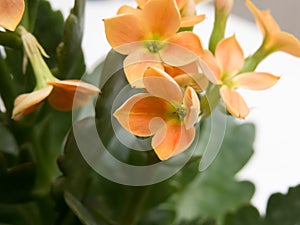 Close up beautiful flowers of intense orange, Kalanchoe blossfeldiana.