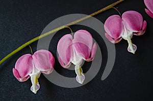 Close up beautiful flowers Bleeding heart