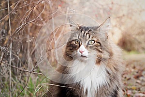 Close up of a beautiful fluffy norwegian forest cat looking at the camera sitting near bushes on a soft background