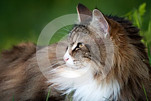 Close up of a beautiful fluffy norwegian forest cat looking forward. Profile view.