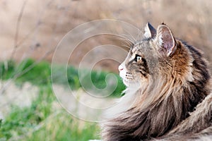 close up of a beautiful fluffy norwegian forest cat looking forward. Profile view. Cat Portrait.