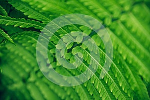 Close up of beautiful fresh green fern leaf background.