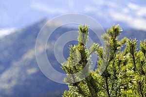 Close-up of beautiful fresh green fir- tree top on background of magnificent breathtaking peaceful blurred view of misty mountains