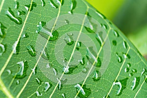 Close-up,Beautiful fresh green leaf with drop of water nature background