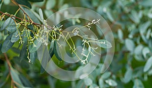 Close-up of beautiful fresh leaves Eucalyptus gunnii Cider gum on blurred background of city public park `Krasnodar` or `Galitsk