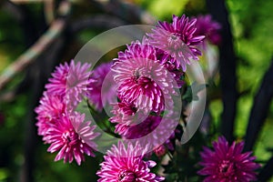 Close up beautiful fresh pink chrysanthemum flowers