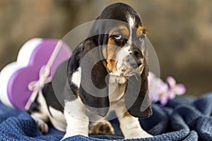 Close up beautiful and gentle puppy Basset hound