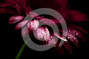 close up of beautiful gerbera flower with wet pink petals,