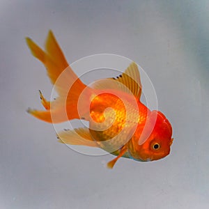 Close-up of a beautiful goldfish in a fish tank