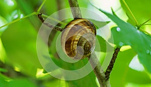 Close-up of beautiful grape snail Helix pomatia, Roman snail, Burgundy snail, edible snail or escargot in natural habitat