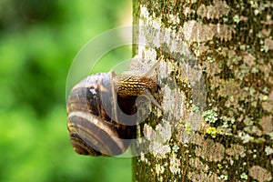 Close-up of beautiful grape snail Helix pomatia, Roman or Burgundy snail. Edible snail or escargot creeps