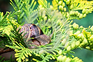 Close-up of beautiful grape snail Helix pomatia, Roman snail, Burgundy snail, edible snail or escargot on bright yellow-green