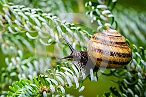 Close-up of beautiful grape snail Helix pomatia, Roman snail, Burgundy snail, edible snail or escargot on the silver needles