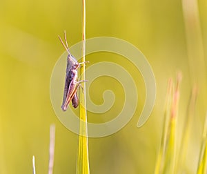 Close up of beautiful grasshopper sitting on grass